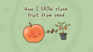 How I grow stone fruit trees from seed how to grow a stone fruit from seed-header